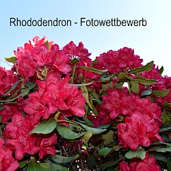 Aufruf zum Rhododendron-Fotowettbewerb für das 25. Rhododendronfest 2020