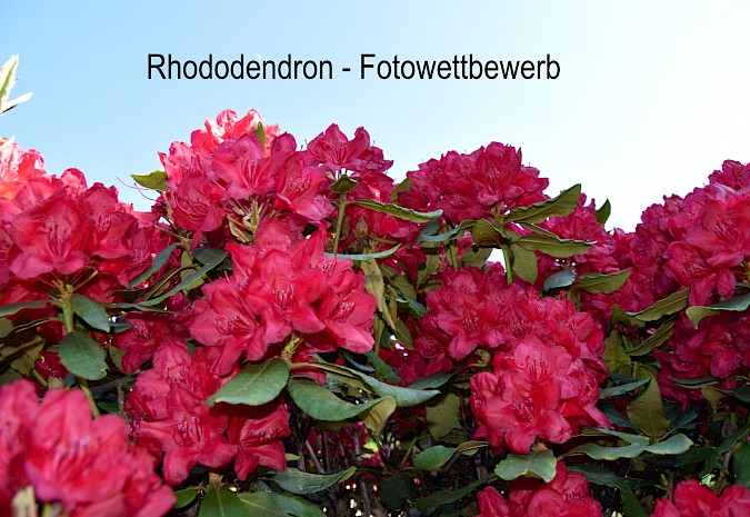 Aufruf zum Rhododendron-Fotowettbewerb für das 25. Rhododendronfest 2020