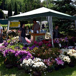 Rhododendronverkauf der Baumschule August aus Ellrich