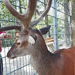 Bambi - der Hirsch mit der Warnweste