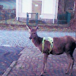 Bambi - der Hirsch mit der Warnweste