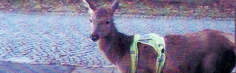 Bambi - der Hirsch mit der Warnweste