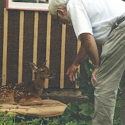 Bambi - der Hirsch mit der Warnweste