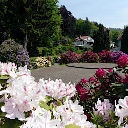 Weiter Warten auf das 25. Rhododendronfest im Kurpark