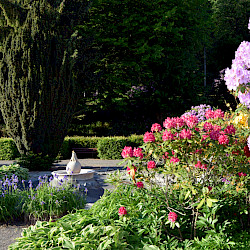 Weiter Warten auf das 25. Rhododendronfest im Kurpark