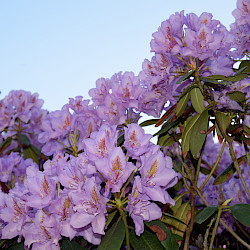 Entstehung des Kurparks/ Rhododendronparks in Sülzhayn