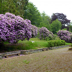 Entstehung des Kurparks/ Rhododendronparks in Sülzhayn