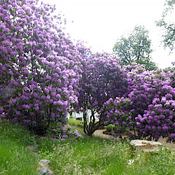 Entstehung des Kurparks/ Rhododendronparks in Sülzhayn