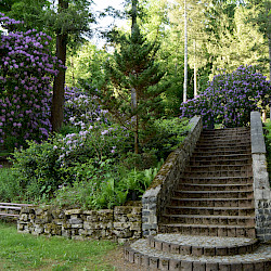 Entstehung des Kurparks/ Rhododendronparks in Sülzhayn