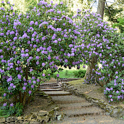 Entstehung des Kurparks/ Rhododendronparks in Sülzhayn