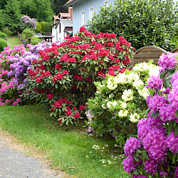 Entstehung des Kurparks/ Rhododendronparks in Sülzhayn