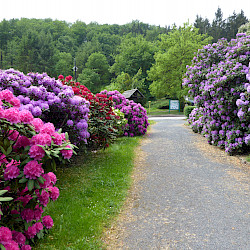 Entstehung des Kurparks/ Rhododendronparks in Sülzhayn