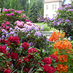 Entstehung des Kurparks/ Rhododendronparks in Sülzhayn