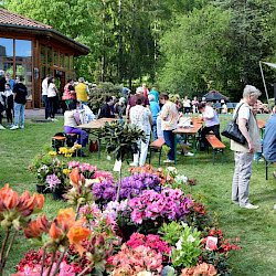 Zahlreiche Gäste und königlicher Glanz zum Rhododendronfest in Sülzhayn